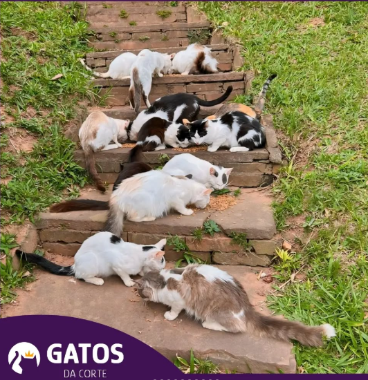 Gatos da ONG